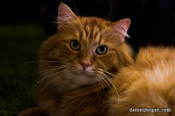 Kitty! Nigel Tufnel Hogan the Cat. Photo by Daniel J. Hogan