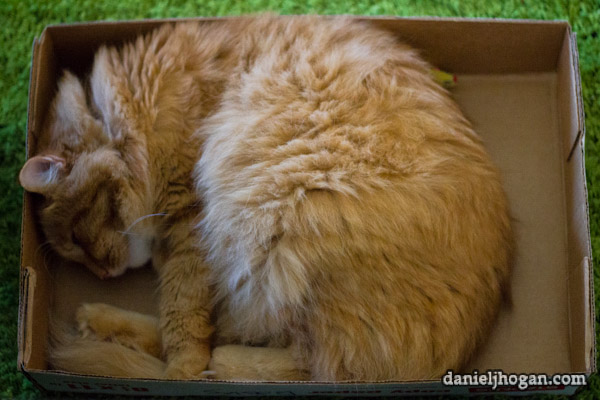 Sleeping kitty is sleeping Photo of a cat sleeping in a box.