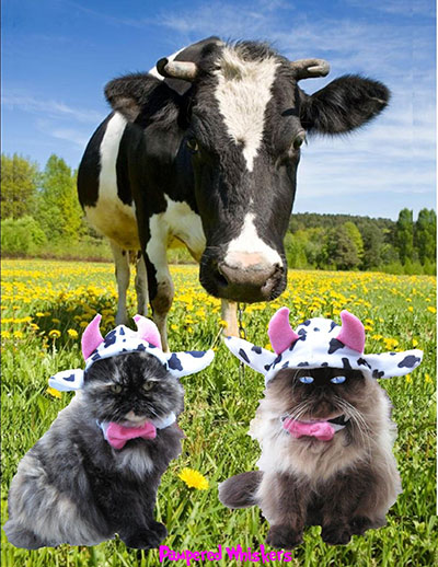 mad cow cat costume for halloween on amazon