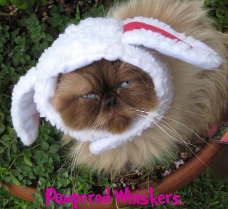 cat sheep hat for halloween on amazon