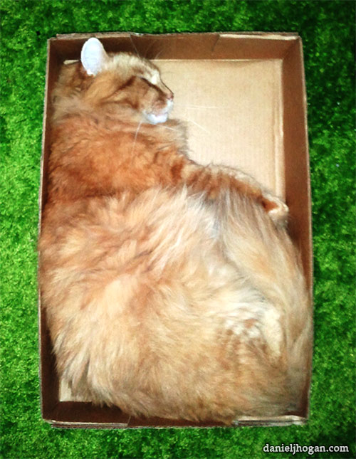 He's like sand. Photo of a cat sleeping in a box.