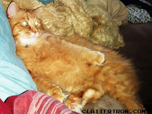 Nigel the cat being lazy