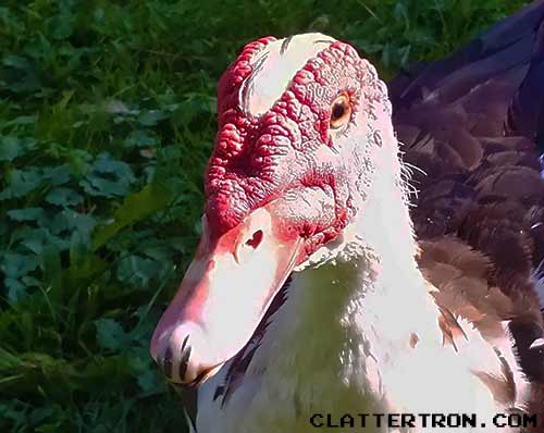 Meet Durkey The Turkey Duck Photos